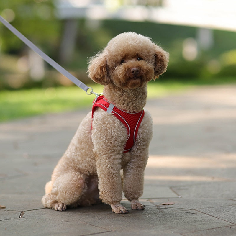Aangelijnd Set Voor Kleine Honden/ Verstelbare Puppy Vest - DilaTrendshop